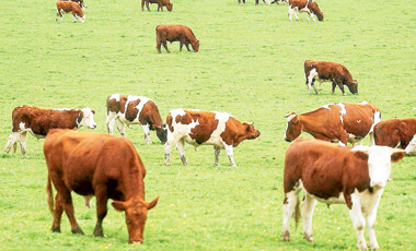 Piden reducir el consumo de carne y lácteos para ayudar a combatir el cambio climático